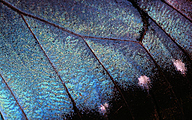 Common morpho wing structure (Morpho peleides)
